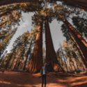 Life After Loss: A Lesson from the Redwood Tree