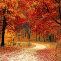 How to Let Go and Trust God: An Autumn Lesson